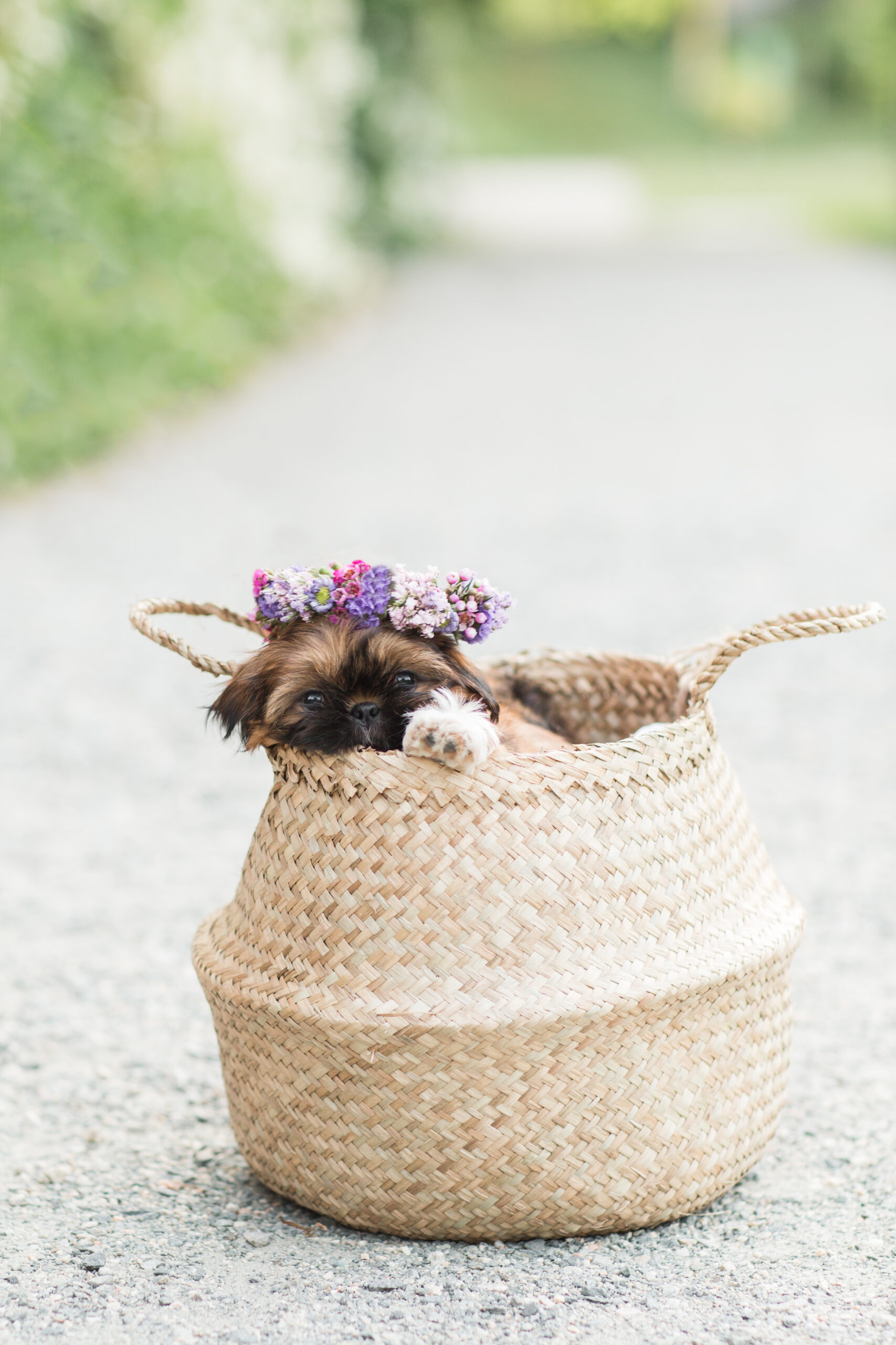 A puppy in a basket wearing a flower crown