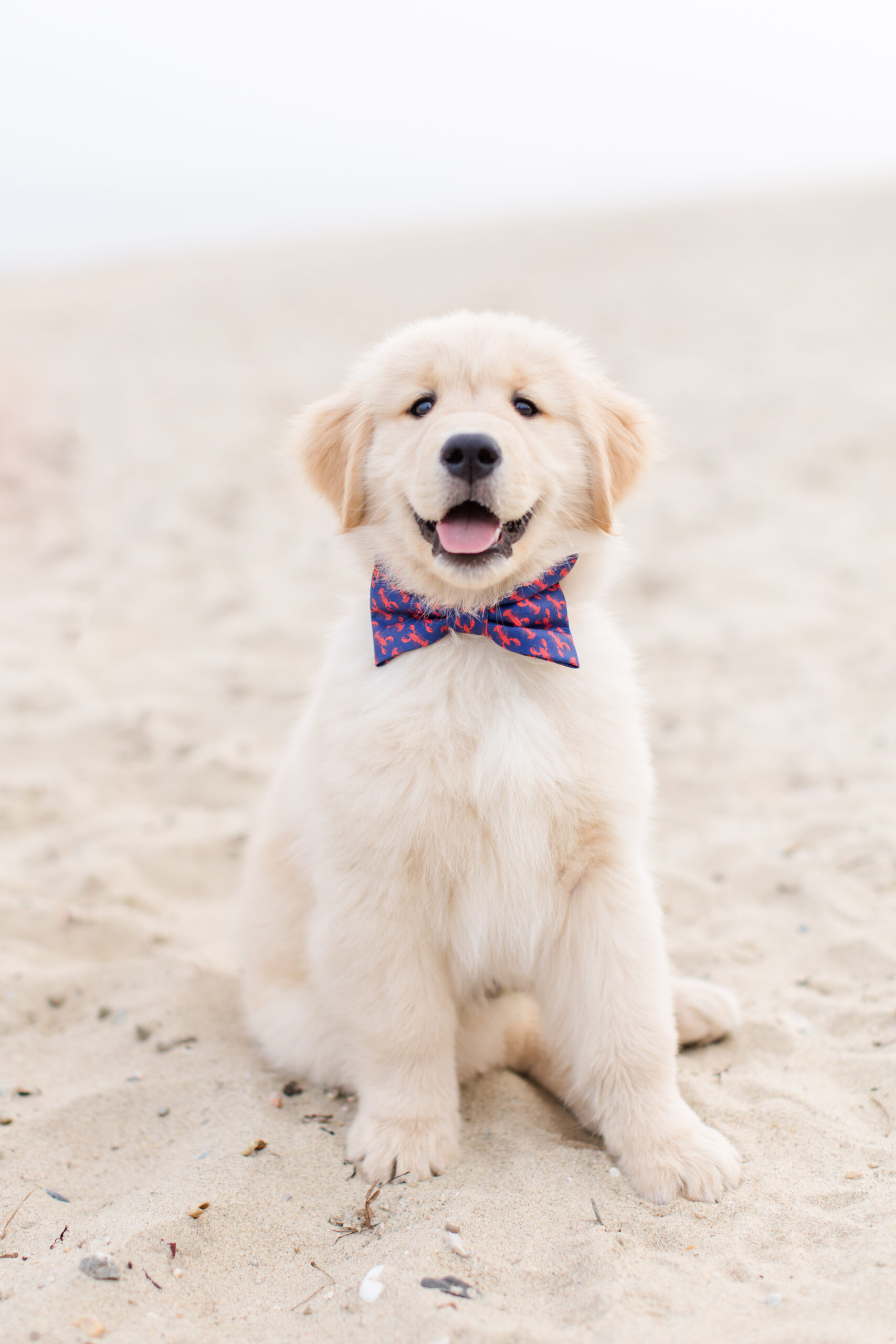 A puppy on a beach wearing a bowtie
