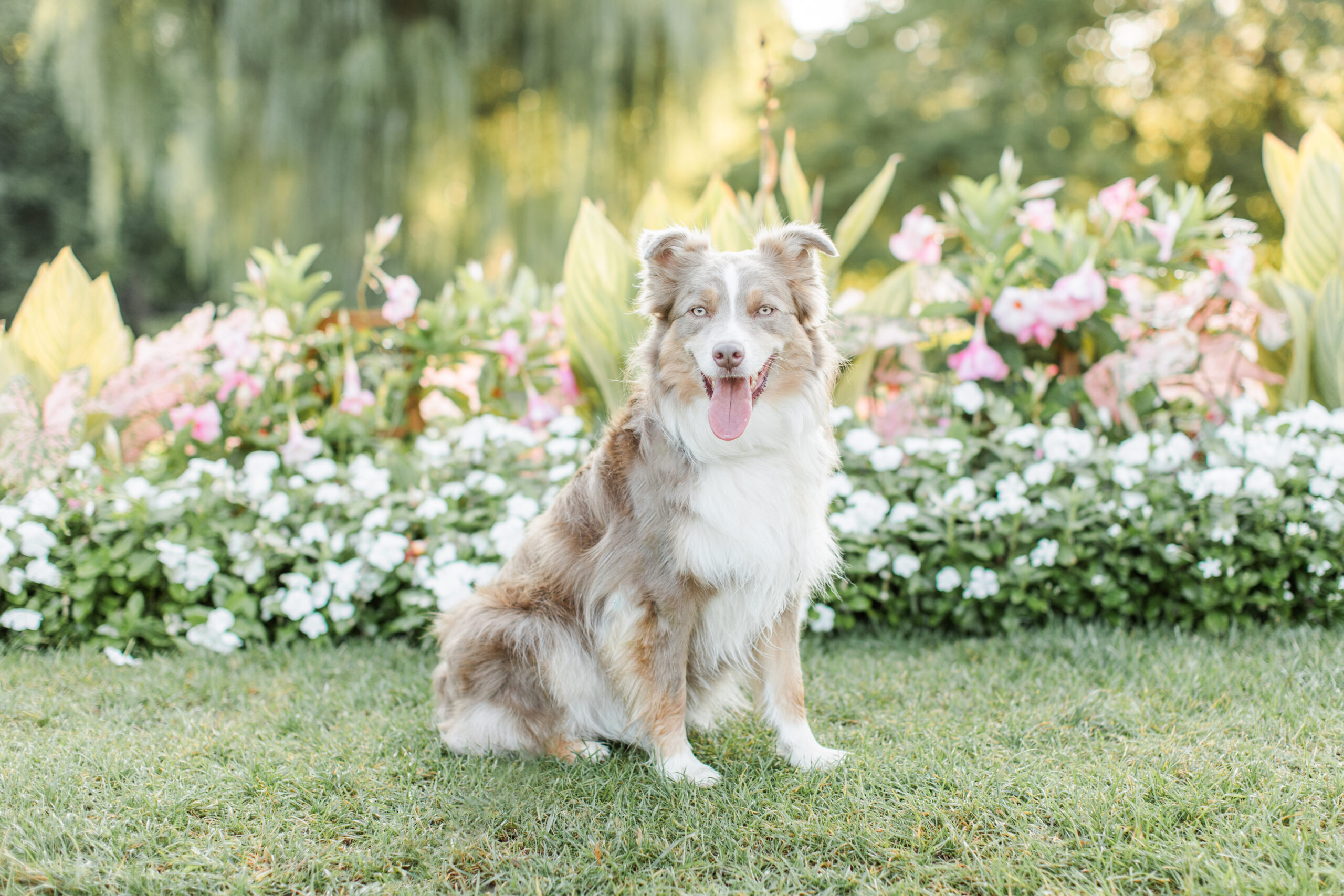 A dog posing for a photoshoot for dogs in front of flowers