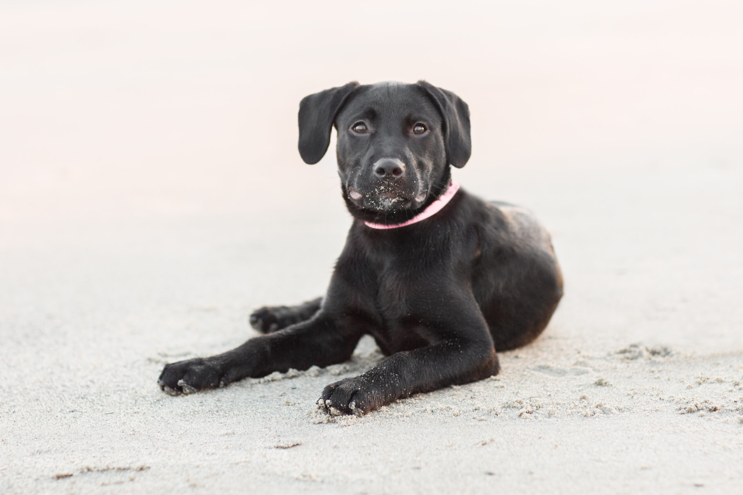 black lab puppy laying in sand on the beach 