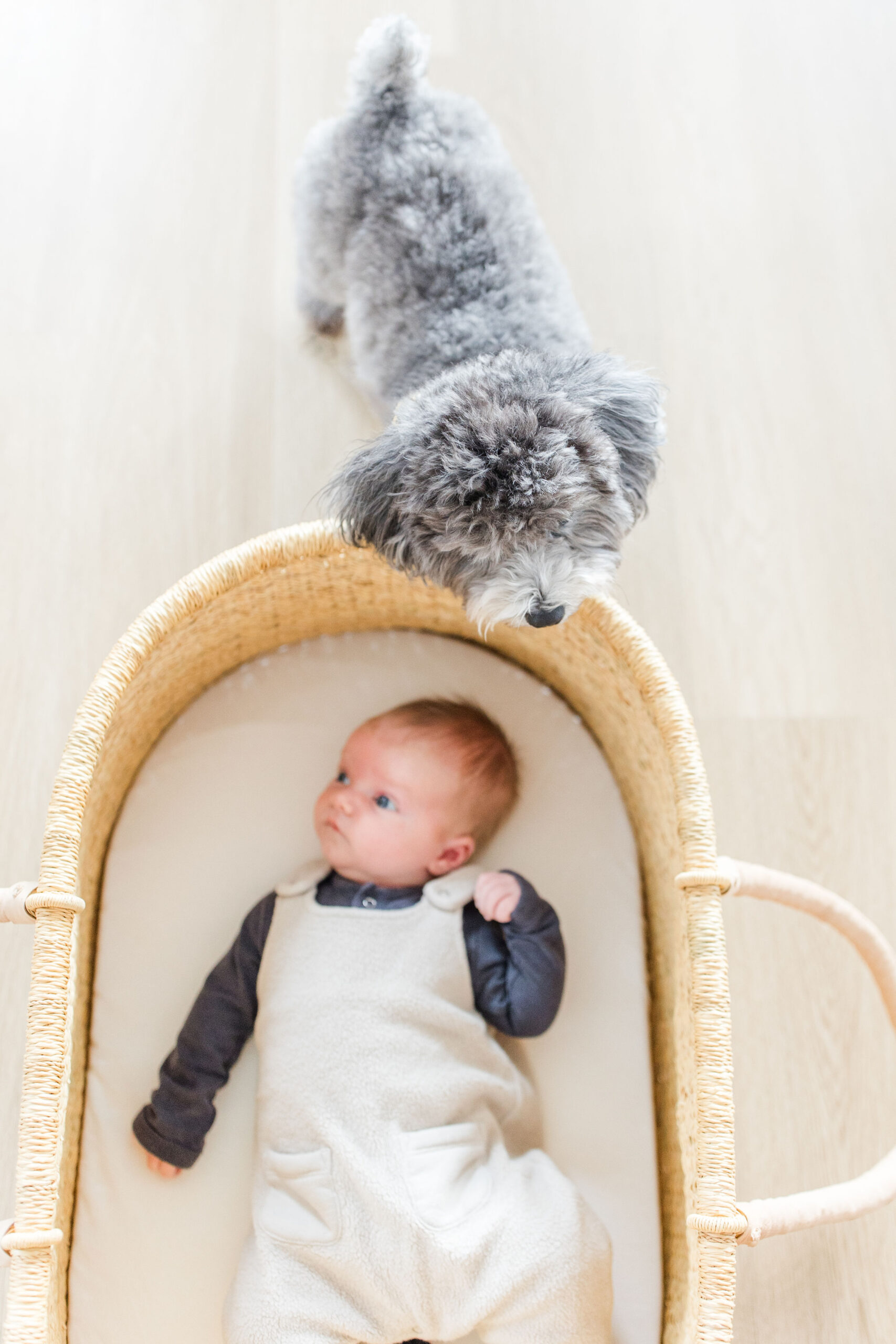 A baby in a bassinet with a dog