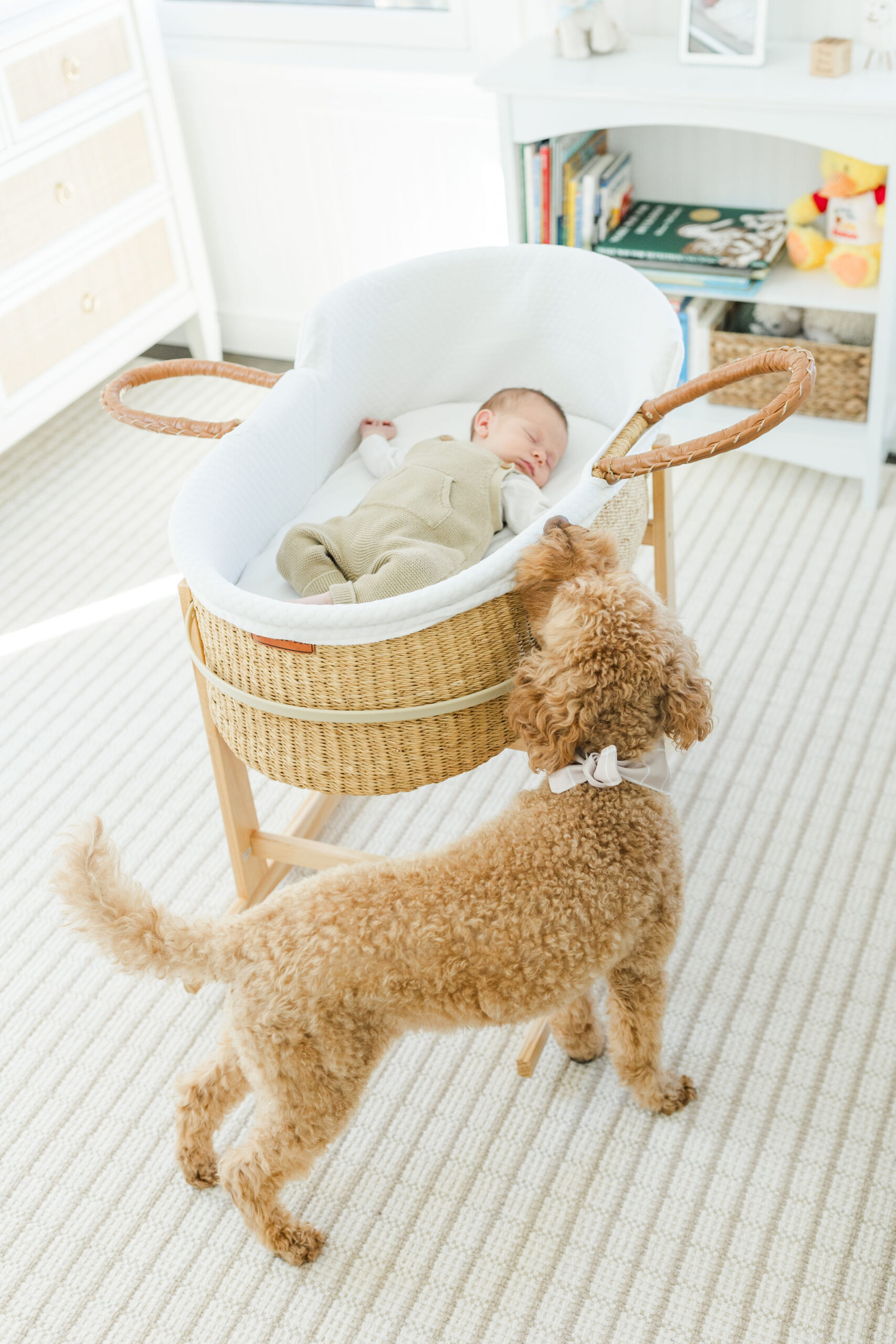 A dog looking into a newborn baby's basket