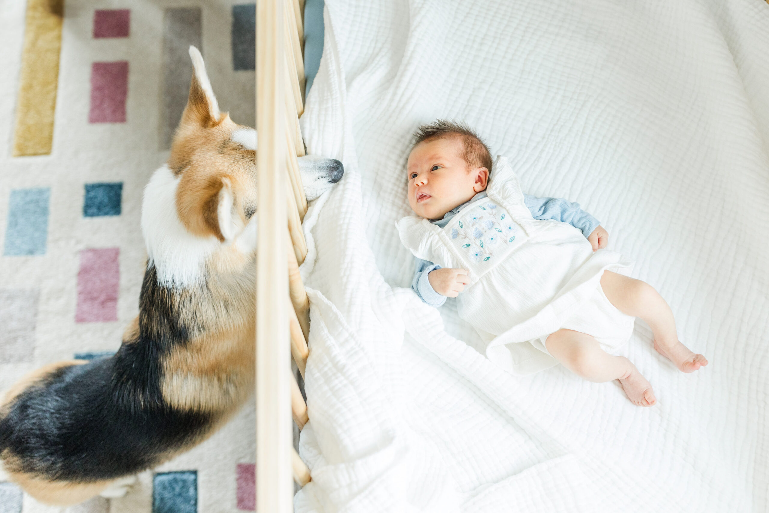A dog looking into a baby's crib
