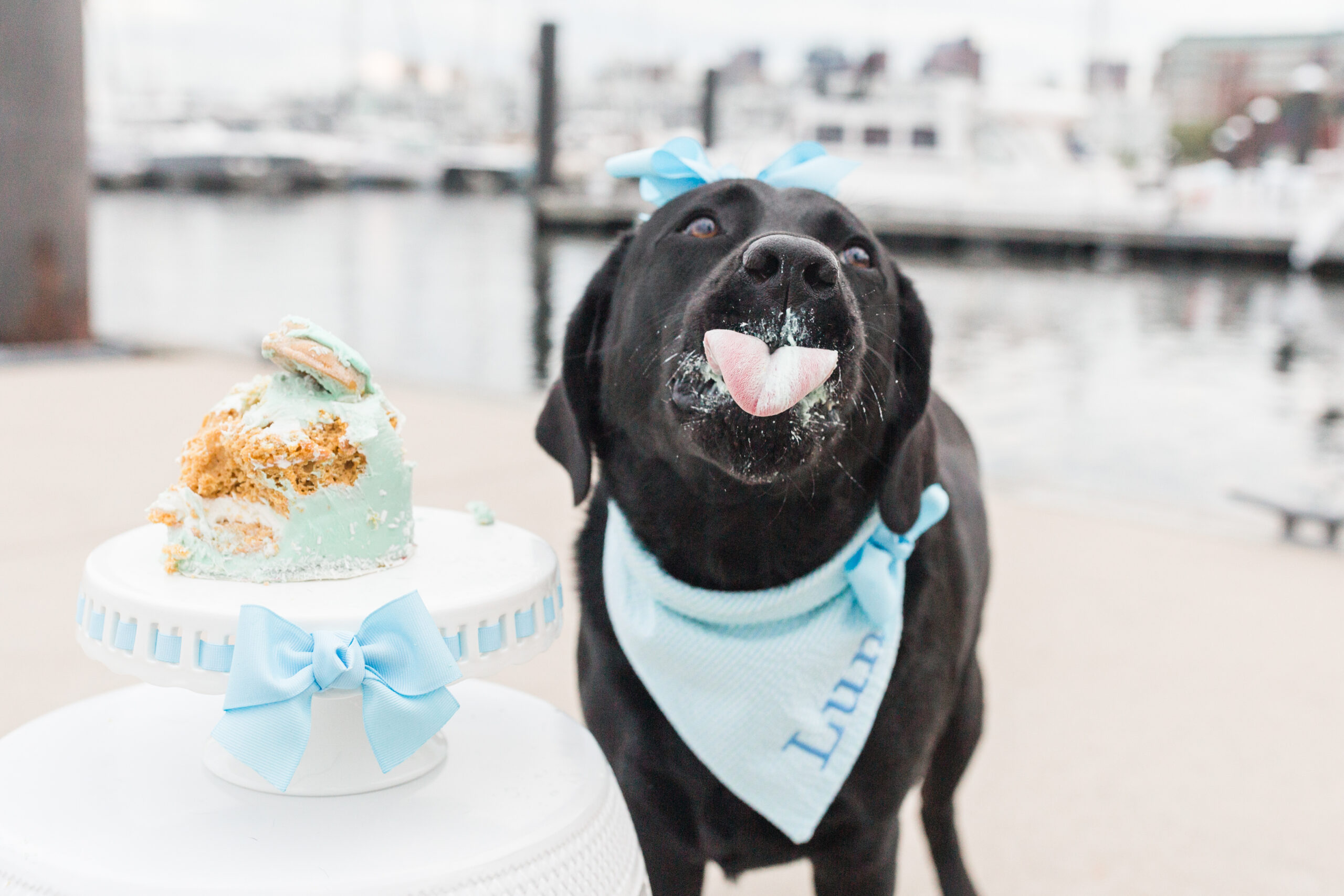 A dog eating a dog birthday cake