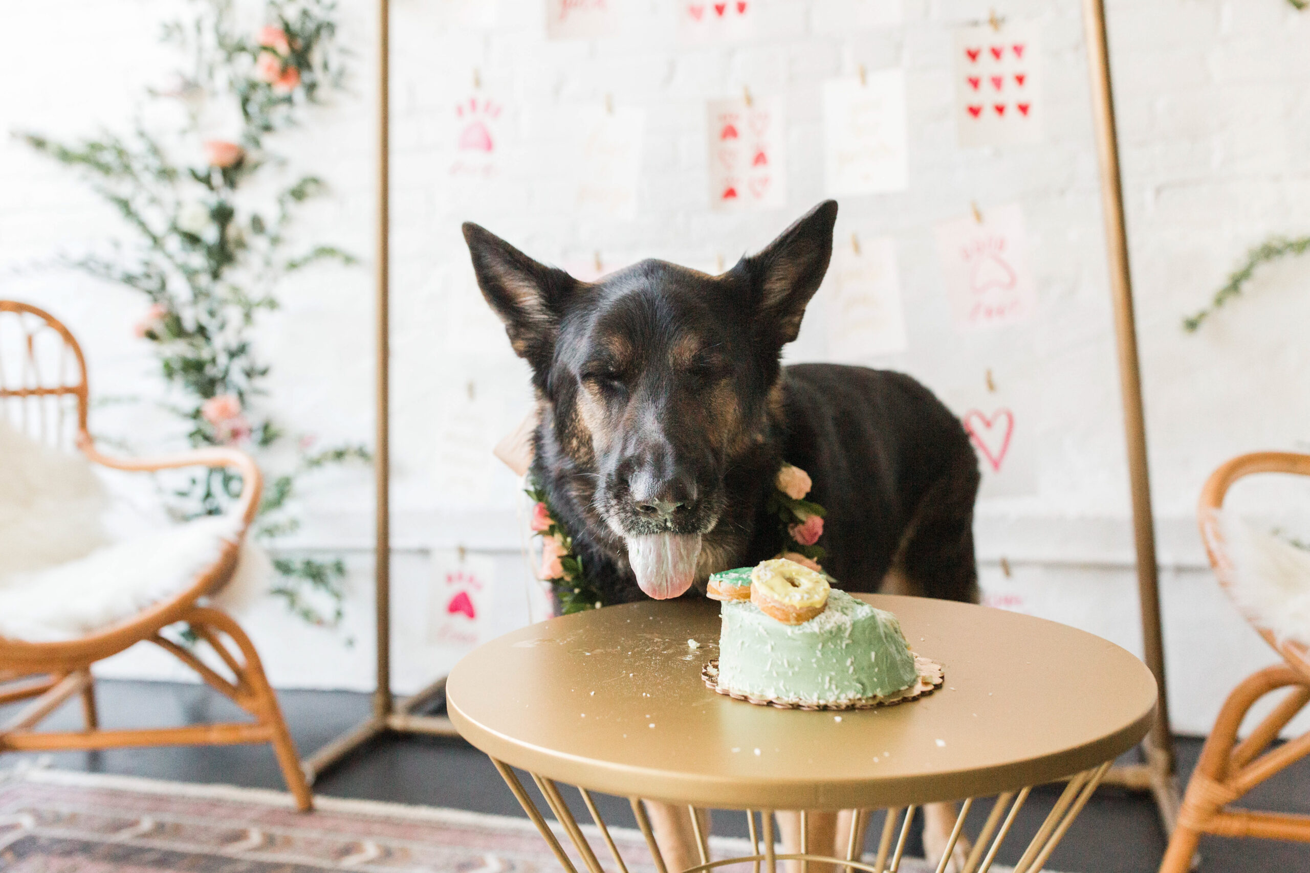 A german shepherd eating cake for his birthday