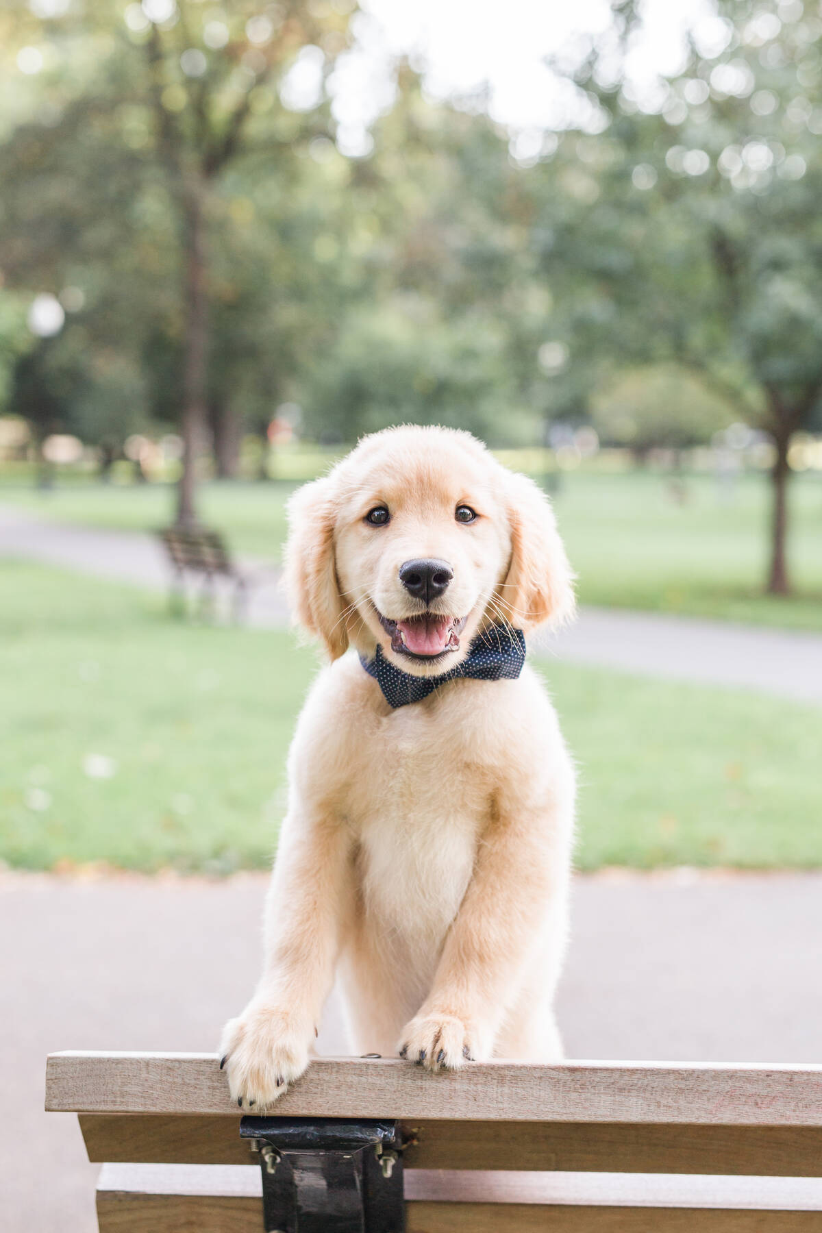 A golden retriever puppy wearing a navy polka-dot bow tie stands with its front paws propped up on the back of a wooden park bench, looking directly at the camera with its mouth open in a happy expression. Shot by a photographer in Boston at the Boston Public Garden, with lush green trees softly blurred in the background.