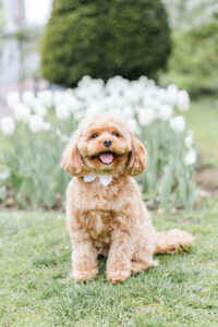 An adorable golden Cavapoo puppy wearing a small white bow tie sits on the grass at the Boston Public Garden, smiling with mouth open. A lush bed of white tulips and a neatly trimmed topiary shrub are softly blurred behind it, making this one of the most charming Boston photoshoot locations in spring, photographed by a photographer in Boston.
