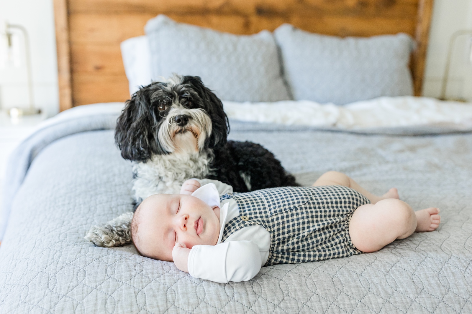 Small dog with baby on the bed during Boston family photos with dogs