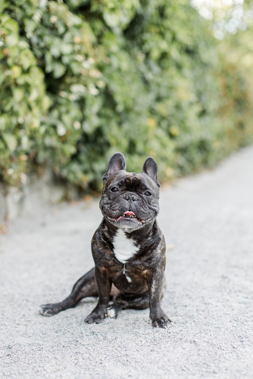 Small dog looks at the camera