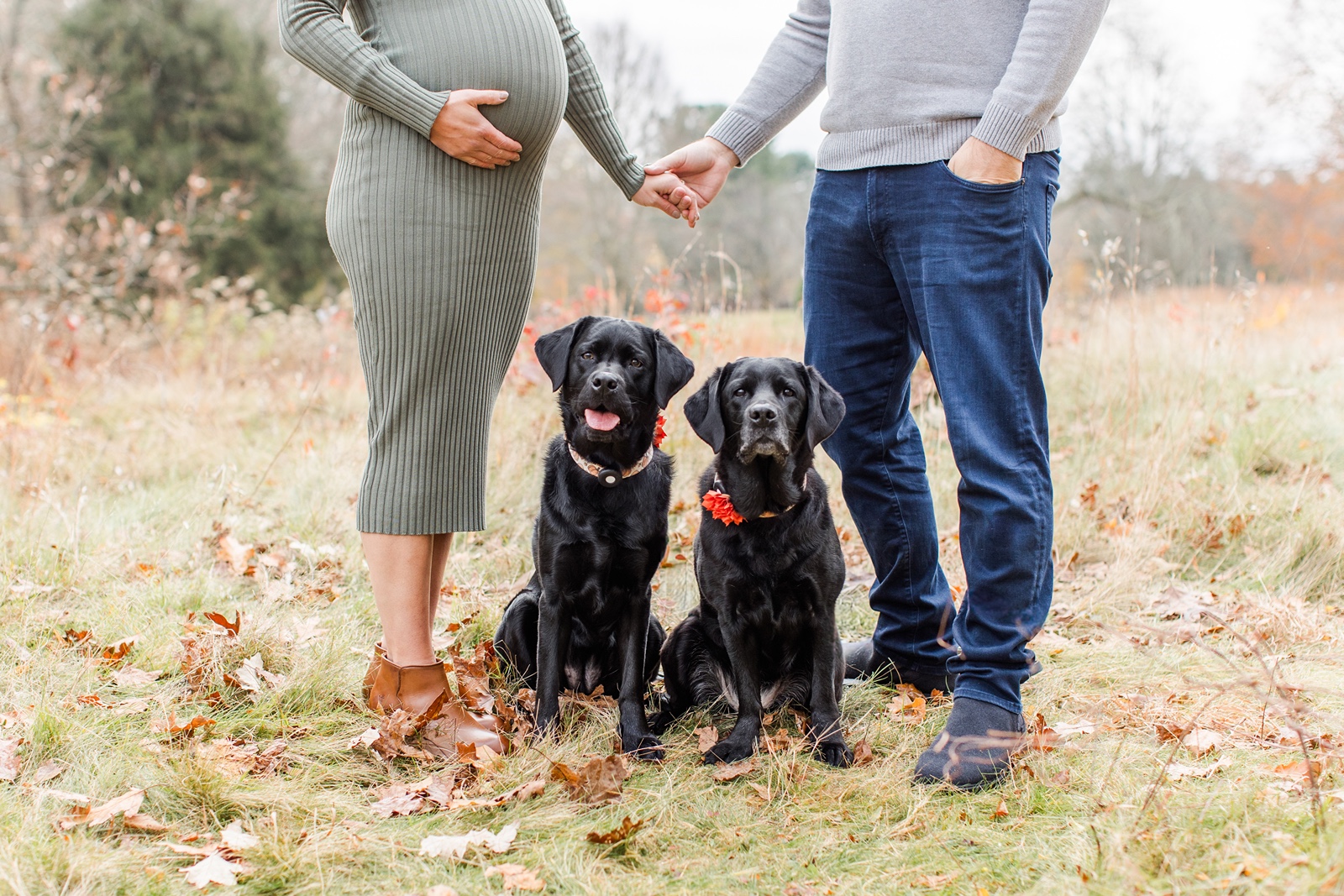 Bottom half of man and pregnant woman holding hands with two dogs between them