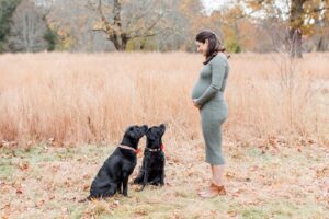 Pregnant woman looks at two dogs during Boston family photos with dogs