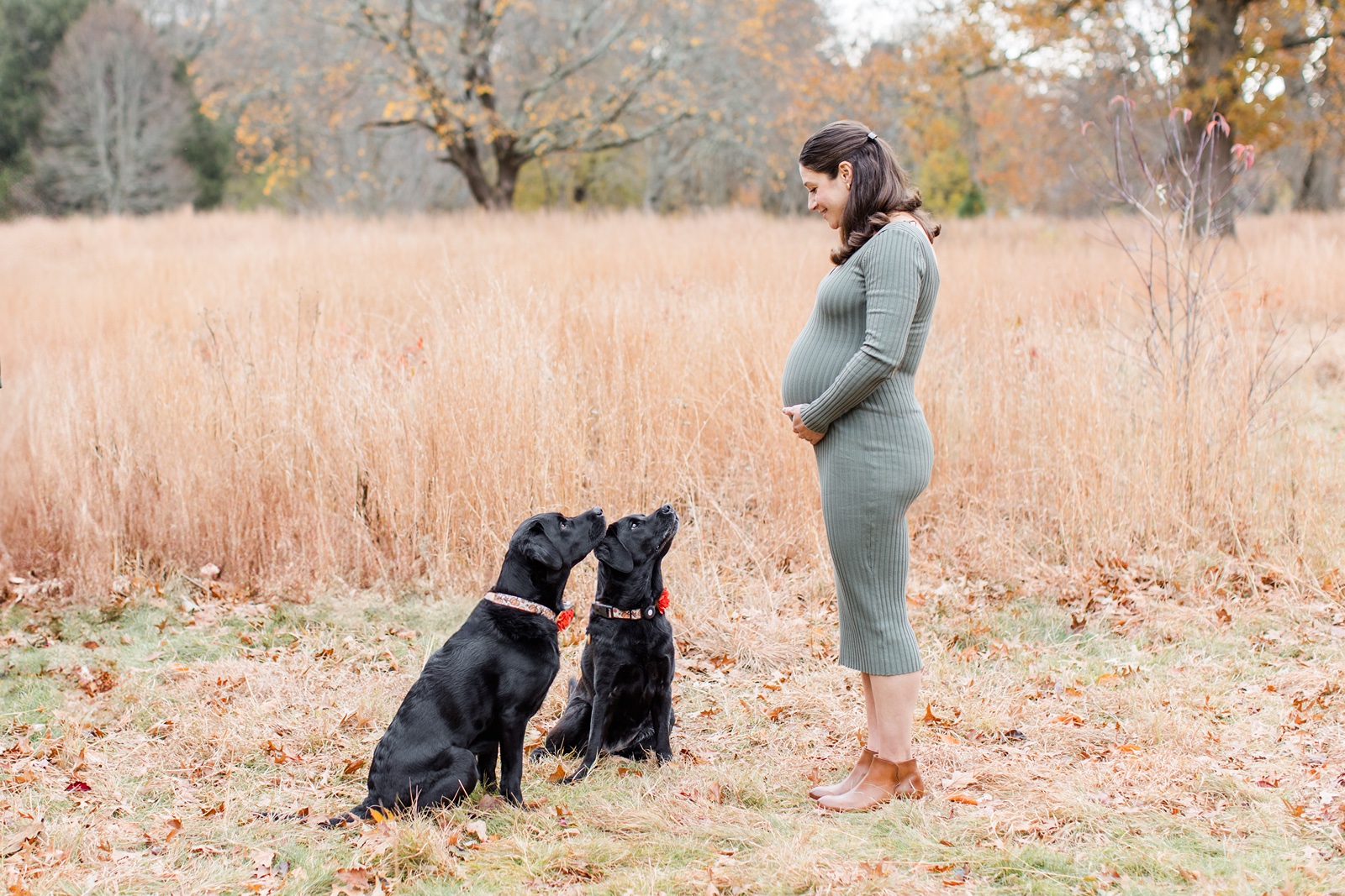 Pregnant woman looks at two dogs during Boston family photos with dogs