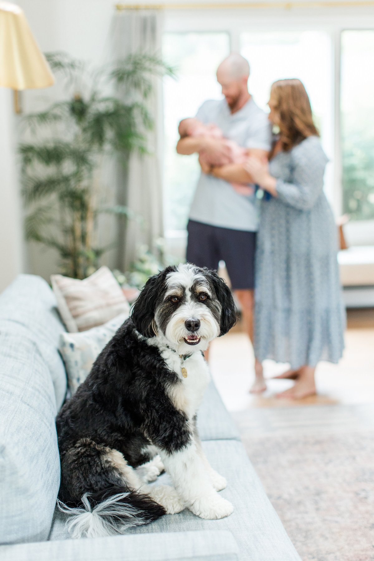 Tips for newborn photo shoot illustrated by a creative shot of a black and white Bernedoodle dog sitting on a sofa in focus while parents hold their newborn in a pink swaddle in the bright background