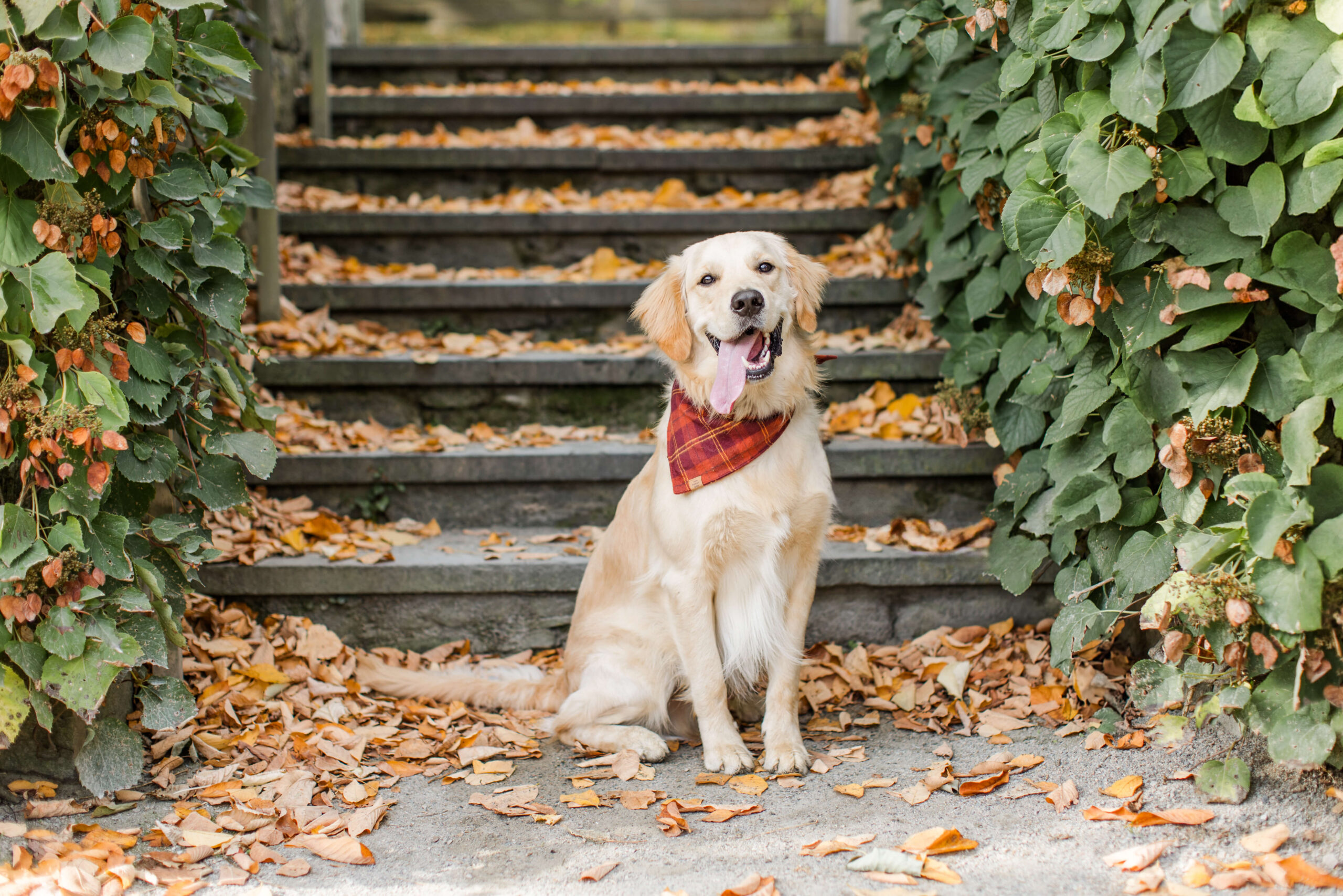 Golden retriever sitting on leaf-covered stone steps during an outdoor fall dog photo shoot. The warm autumn tones, plaid bandana, and natural greenery create a cozy seasonal portrait with a playful and relaxed feel.