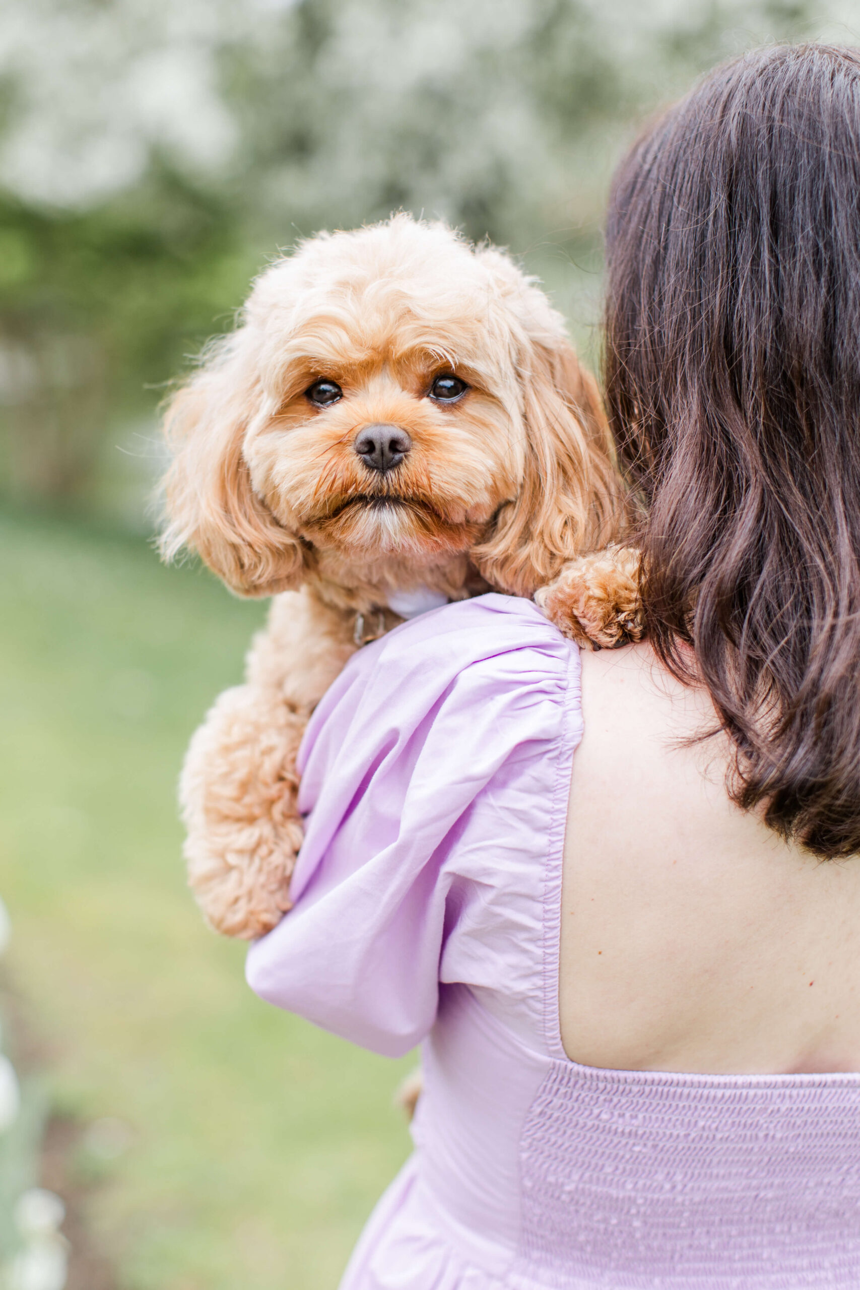 Small apricot-colored doodle being held during an outdoor dog photoshoot with soft greenery in the background.
