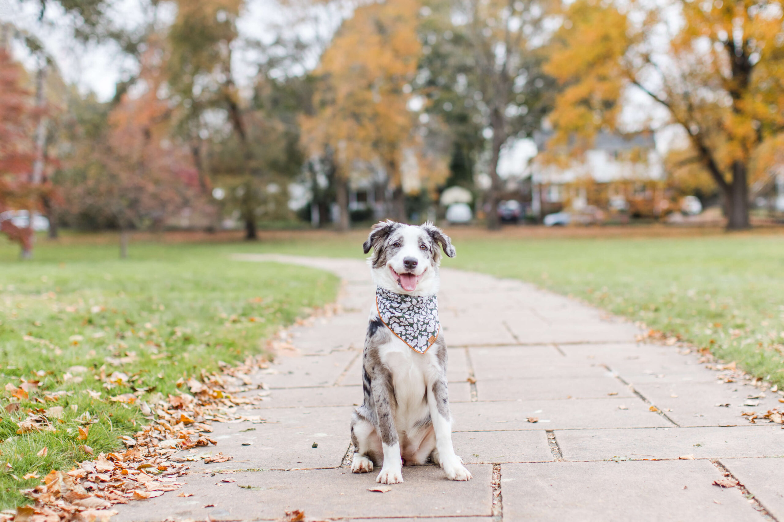 A fluffy merle-coated dog wearing a bandana sits on a tree-lined path in a park during autumn, with colorful foliage visible in the background.