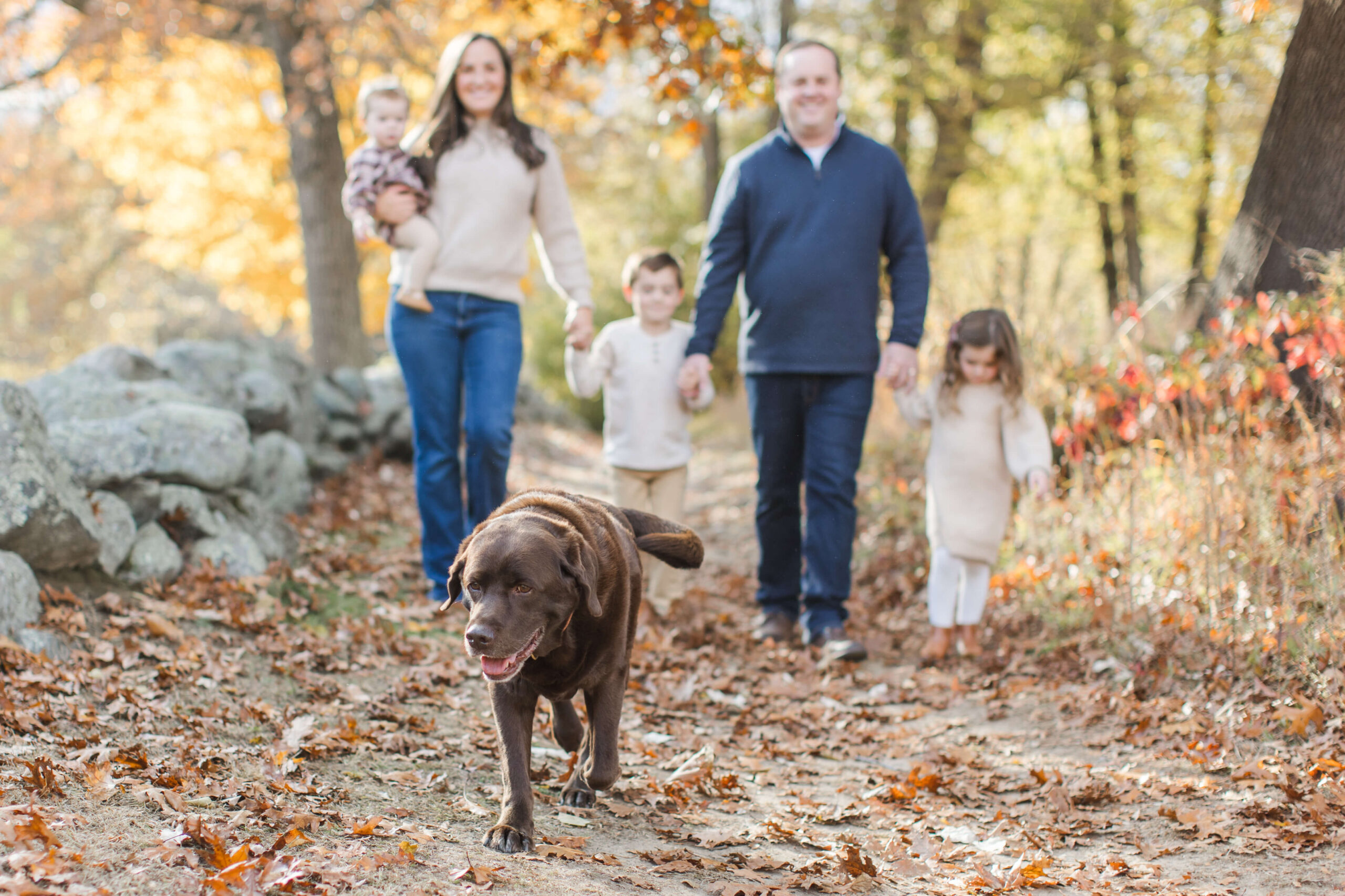 Chocolate Labrador walking down a leaf-covered trail during a family and dog photoshoot while a family follows behind holding hands. Autumn trees and fallen leaves line both sides of the path.