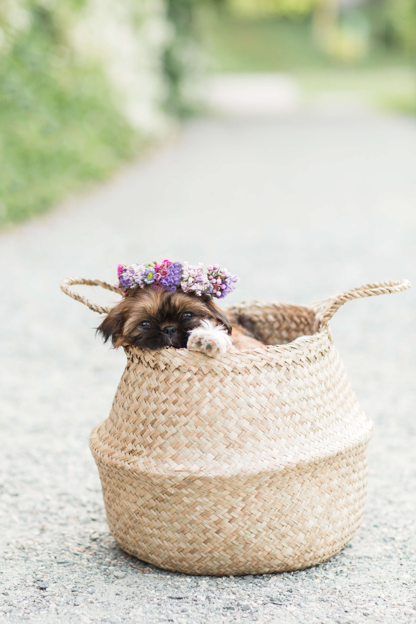 Small puppy peeking out of a woven basket during a dog photo shoot at Arnold Arboretum. The puppy wears a floral crown and rests its paws on the edge of the basket on a garden pathway.