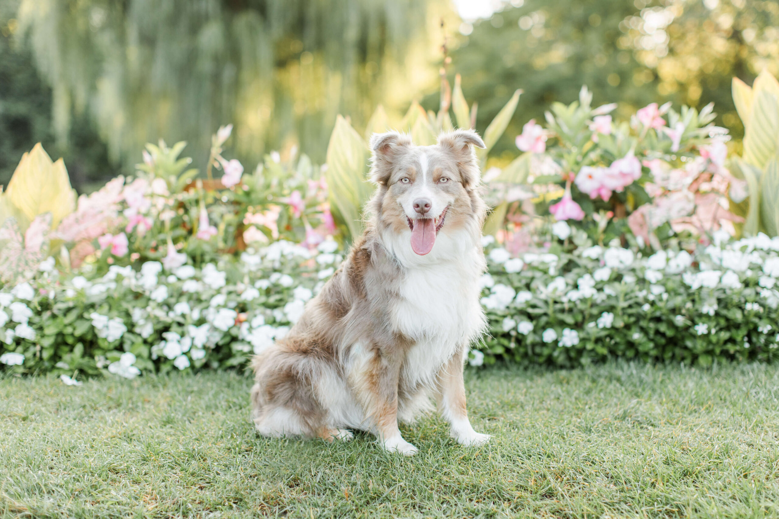 Australian shepherd sitting in front of a flower garden during a dog photo shoot at Boston Public Garden. Pink and white flowers frame the dog while a willow tree hangs softly in the background.