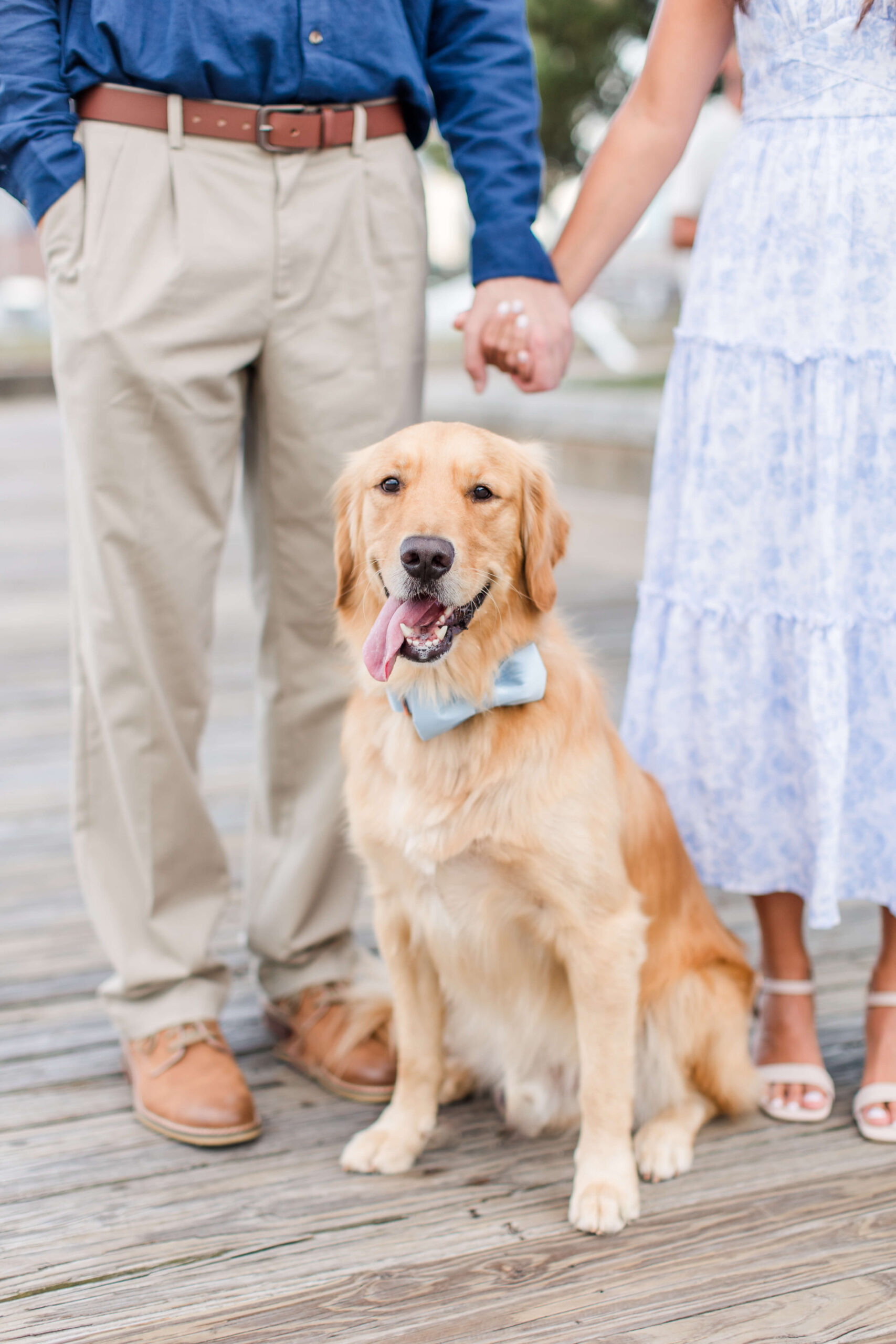 Golden retriever wearing a blue bow tie sitting between a couple on a waterfront boardwalk during a dog photo shoot. The dog's owners stand on either side while holding hands above it.