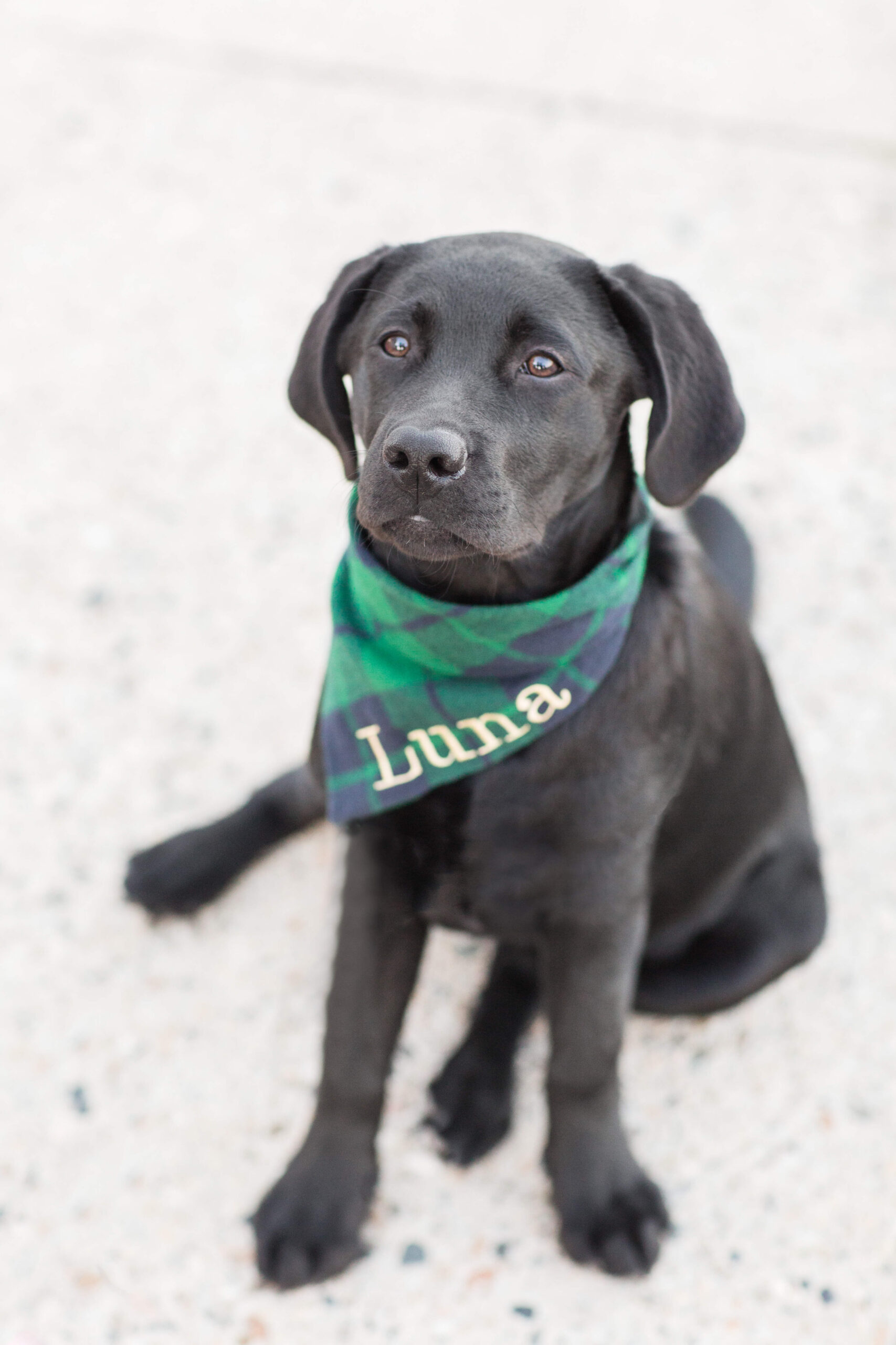 Black Labrador sitting on a pathway wearing a green plaid bandana embroidered with the name “Luna” during a dog photo shoot. The dog looks attentively toward the camera against a softly blurred background.