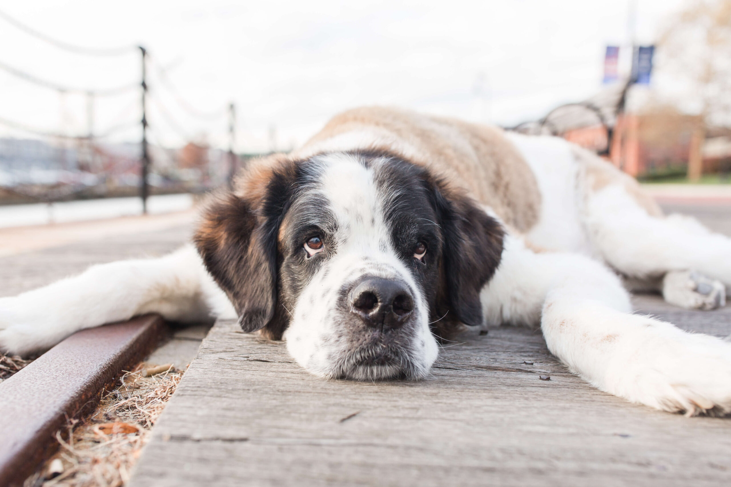 Saint Bernard lying across weathered wooden planks at a waterfront location during a dog photo shoot. The dog rests its head on the boardwalk with harbor railings and water blurred in the background.