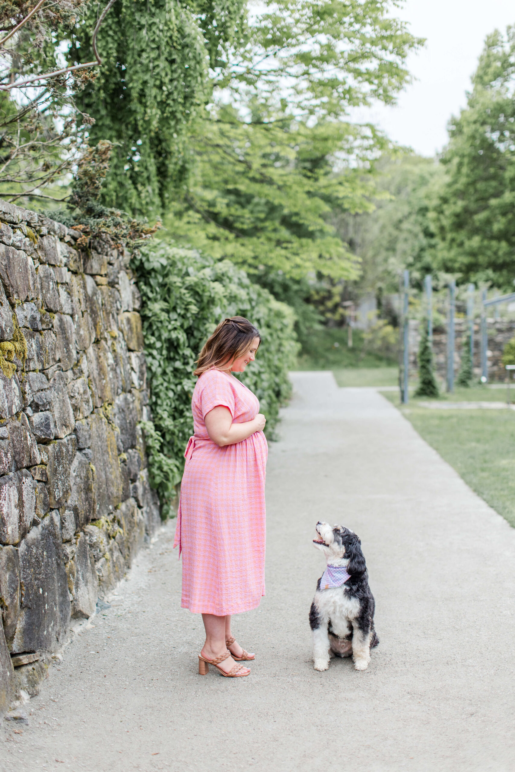 A pregnant woman in a pink plaid midi dress standing on a garden path next to a stone wall, looking down at her bernedoodle dog sitting at her feet