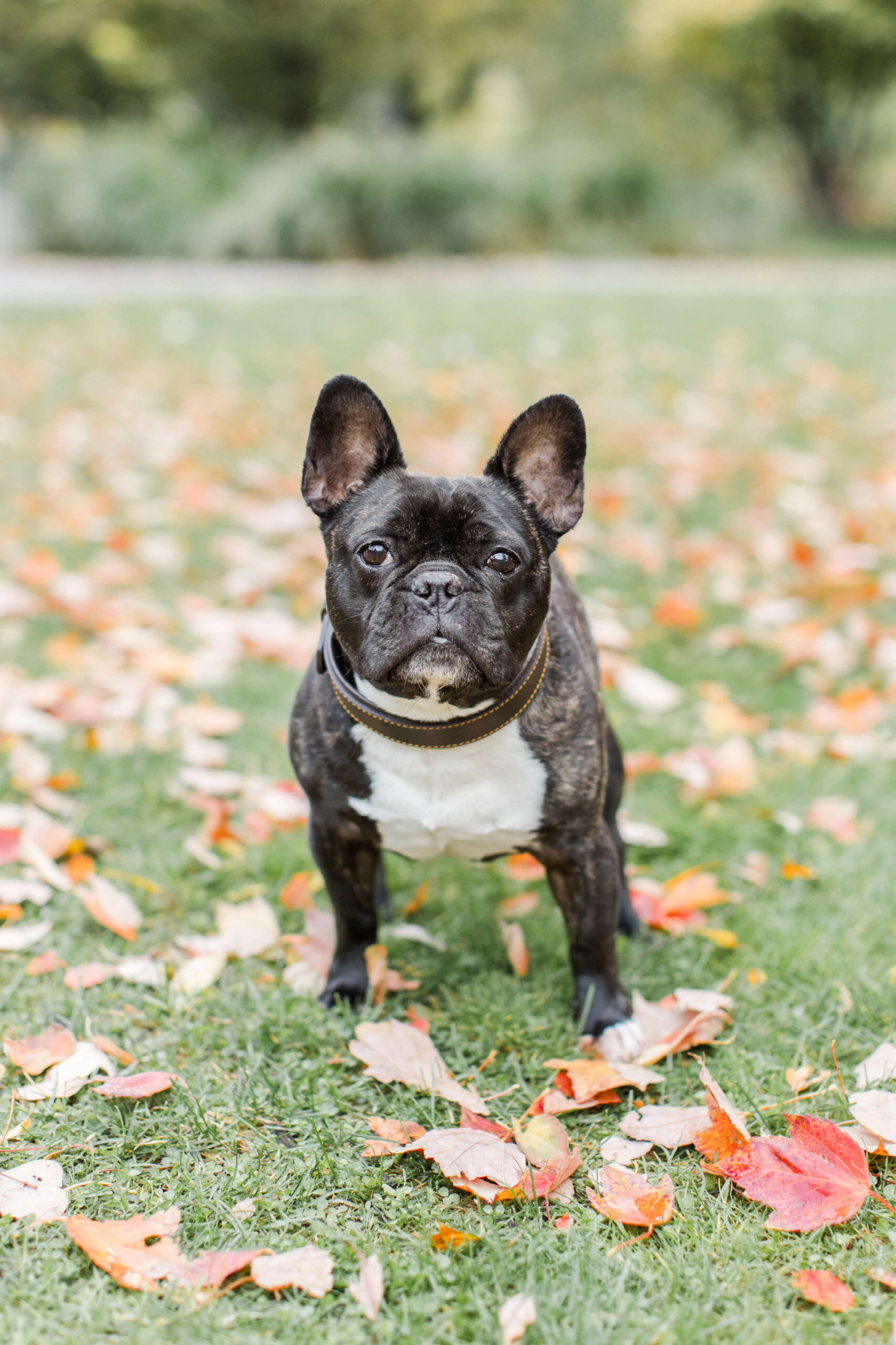 Black French bulldog sitting in the grass among red and orange autumn leaves.