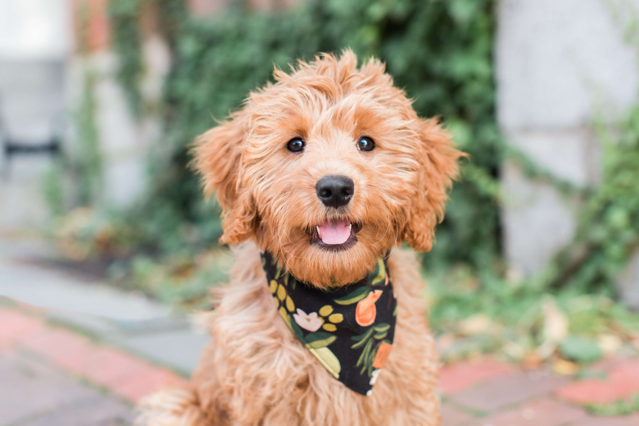 Curly-haired brown puppy wearing a floral bandana during a photo shoot with your dog on a leafy city sidewalk.