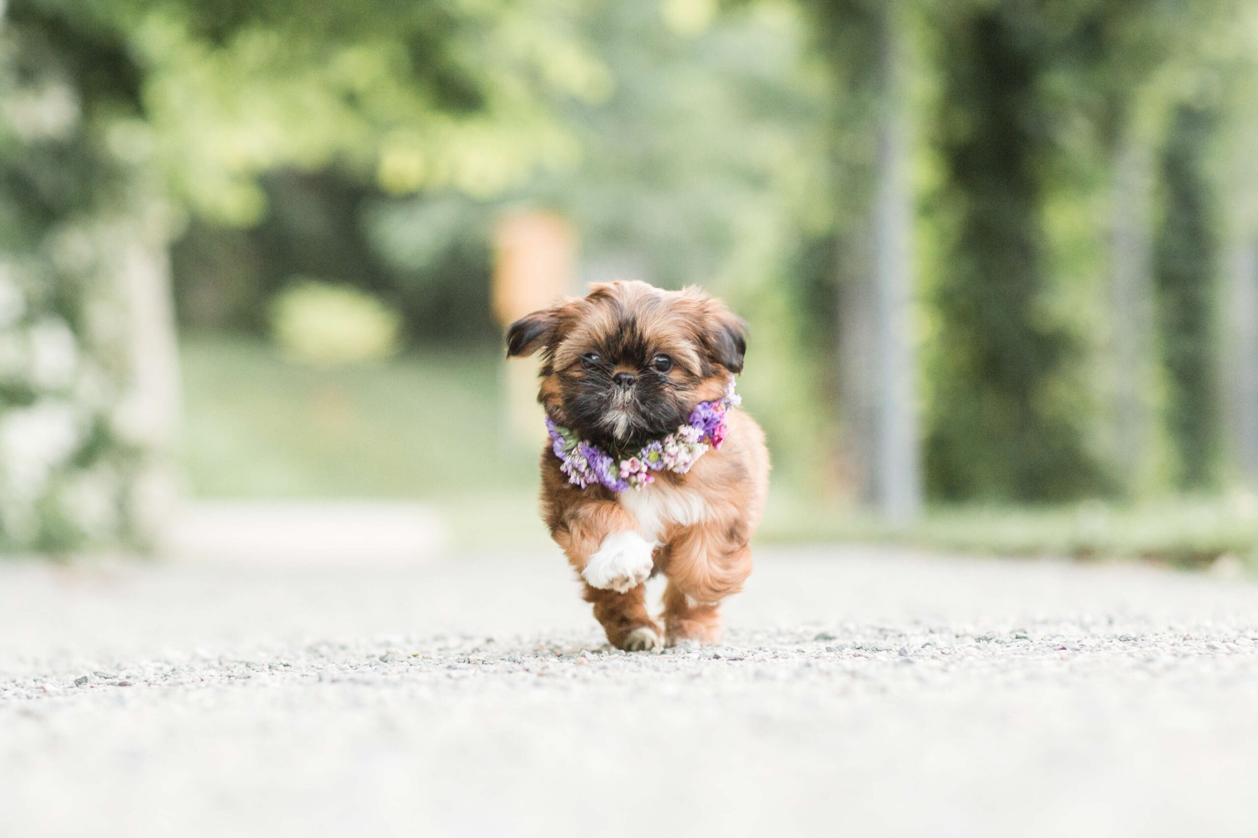 Small brown puppy running toward the camera while wearing a purple flower collar.