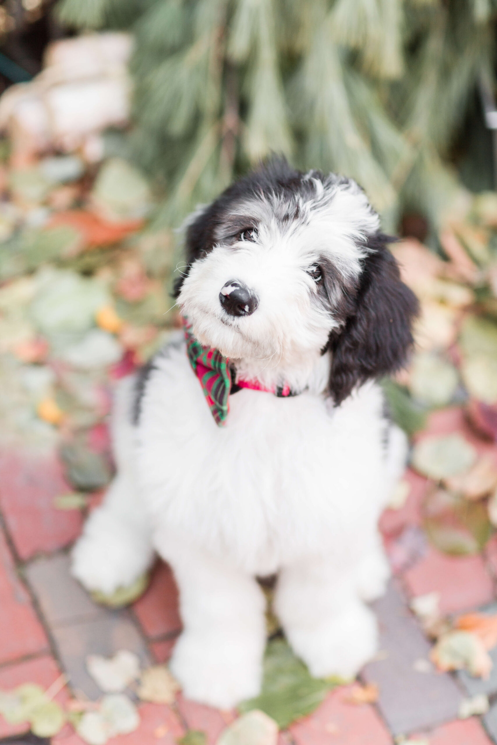 Black-and-white puppy sitting on a brick path surrounded by fallen leaves.