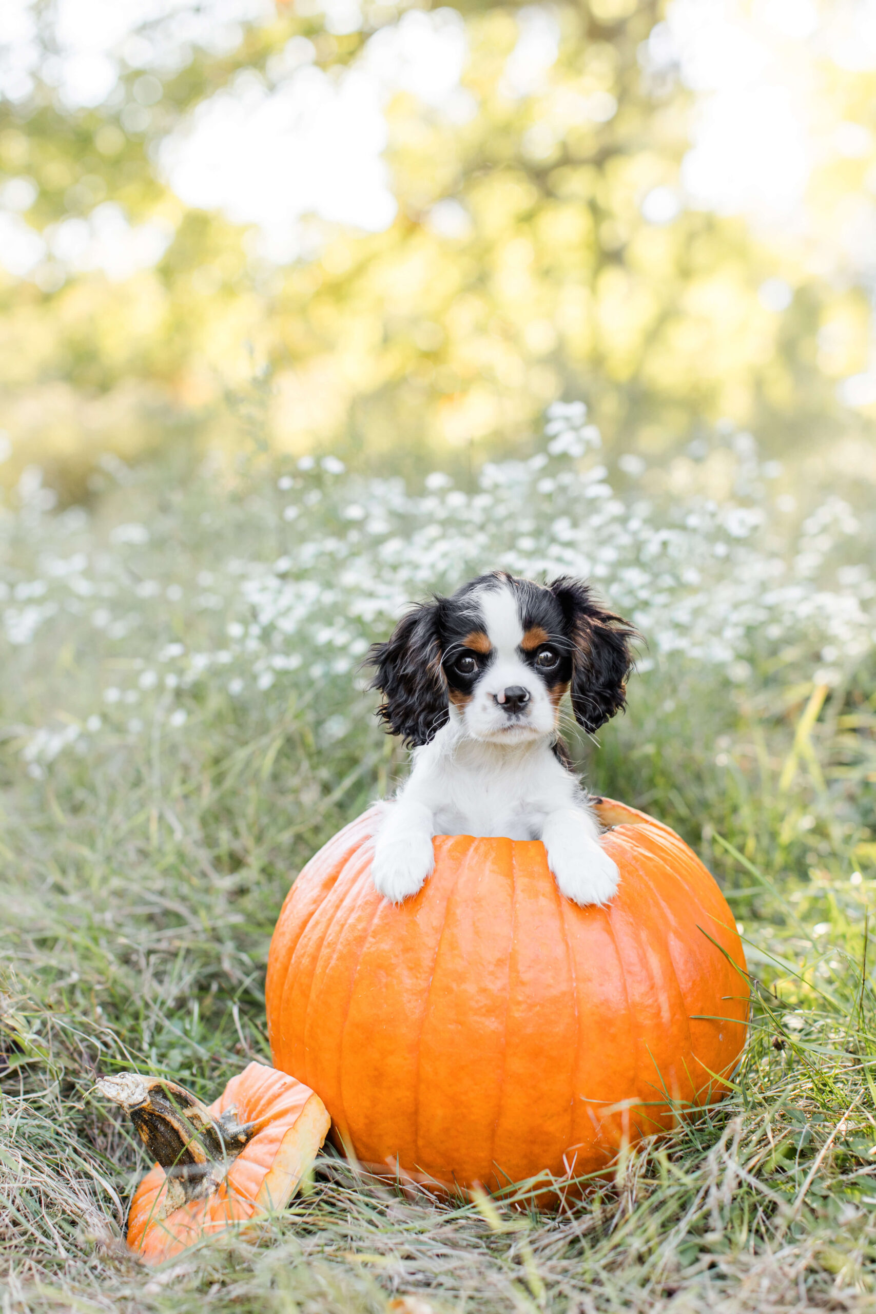 Tiny black-and-white puppy sitting inside a large orange pumpkin.