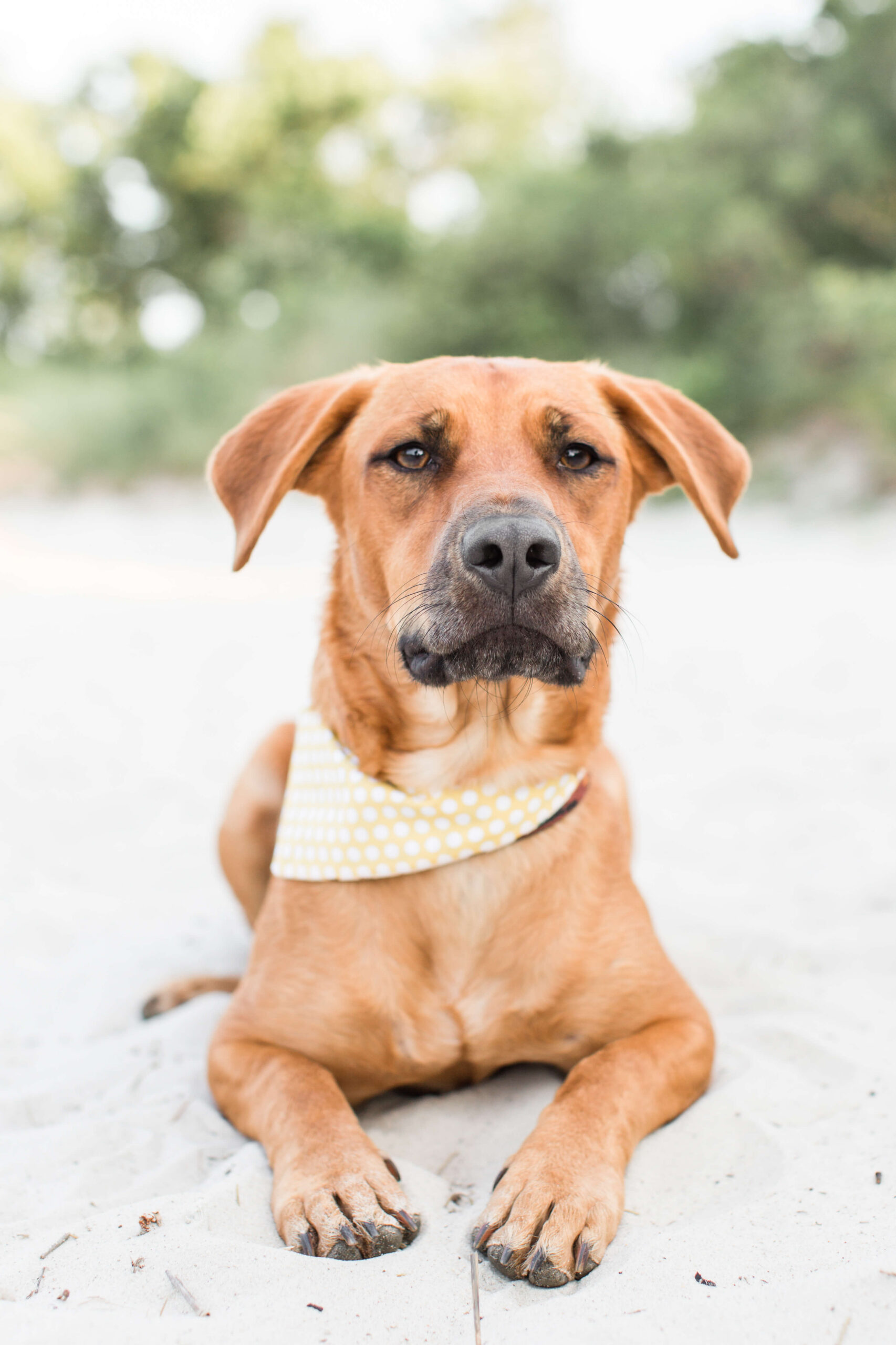 Brown dog wearing a yellow bandana while lying on the beach.