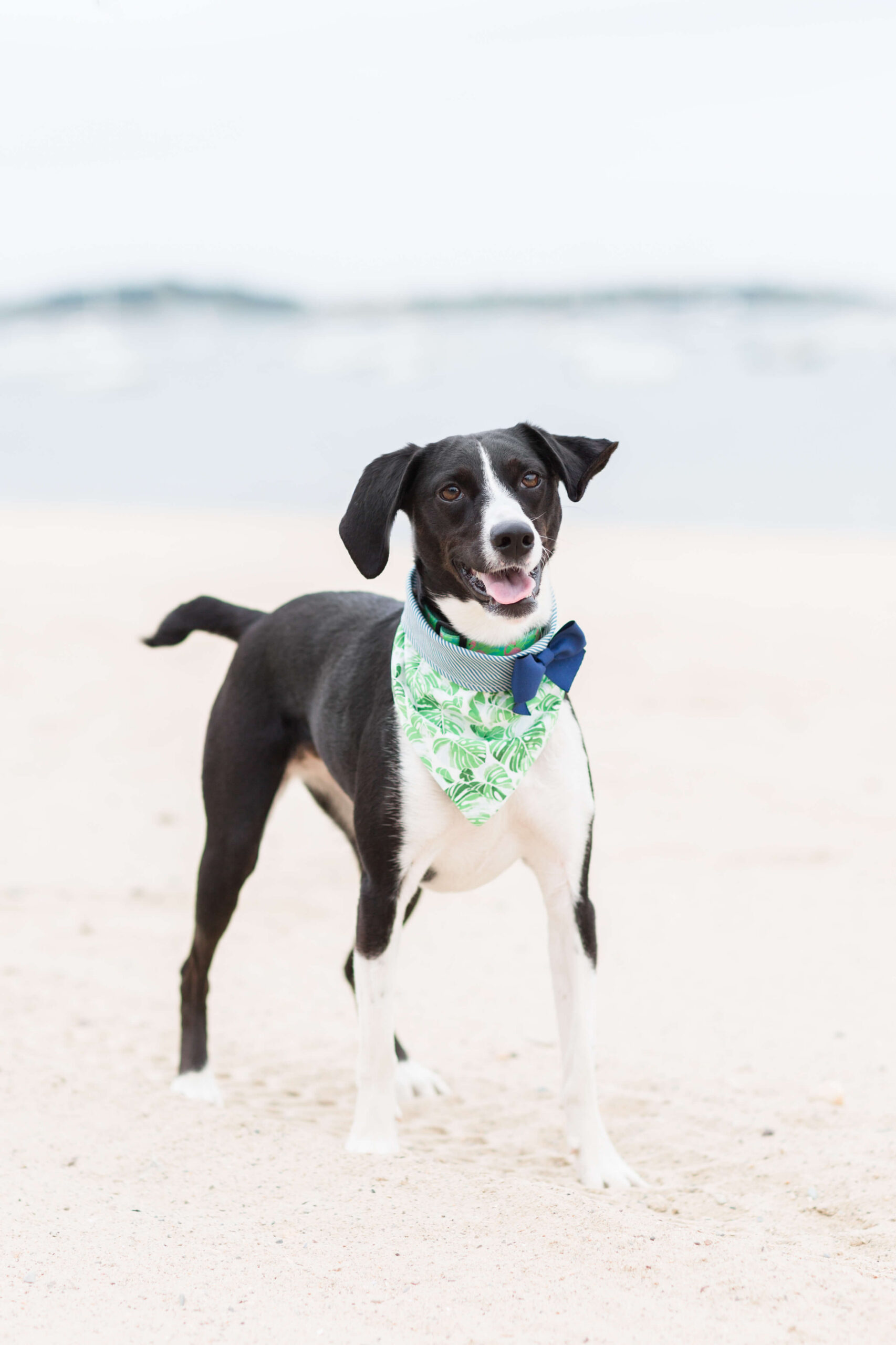 Black-and-white dog wearing a green bandana while standing on a Boston beach.