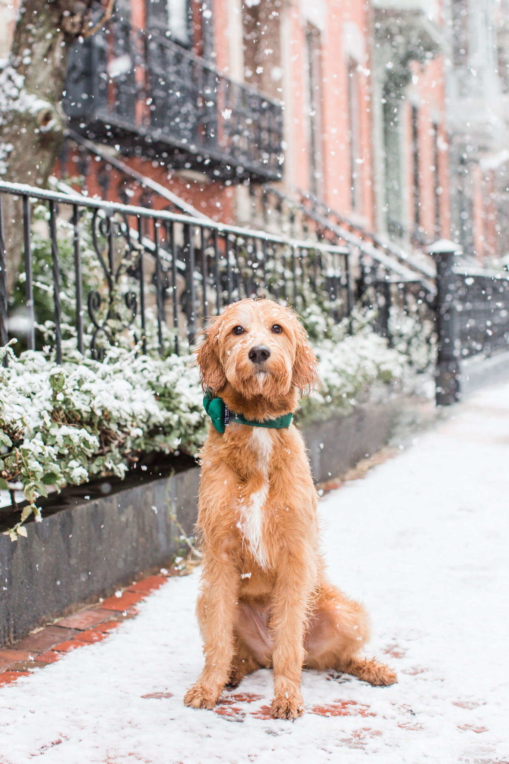 Golden doodle sitting on a snowy brick sidewalk in Boston’s South End.