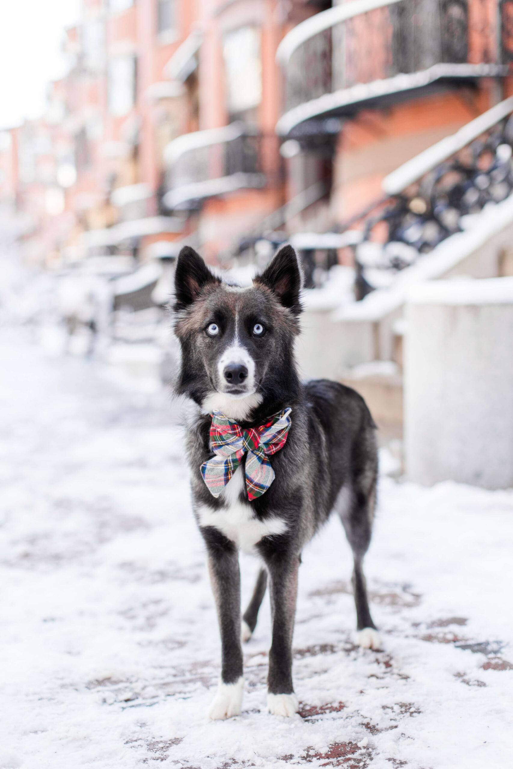Black-and-white dog standing on a snow-covered South End street.