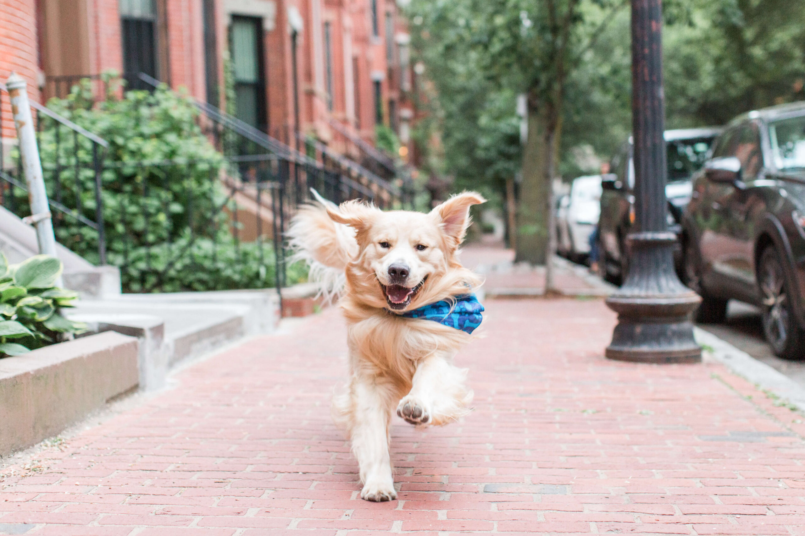 Small tan dog running along a brick sidewalk in the South End.
