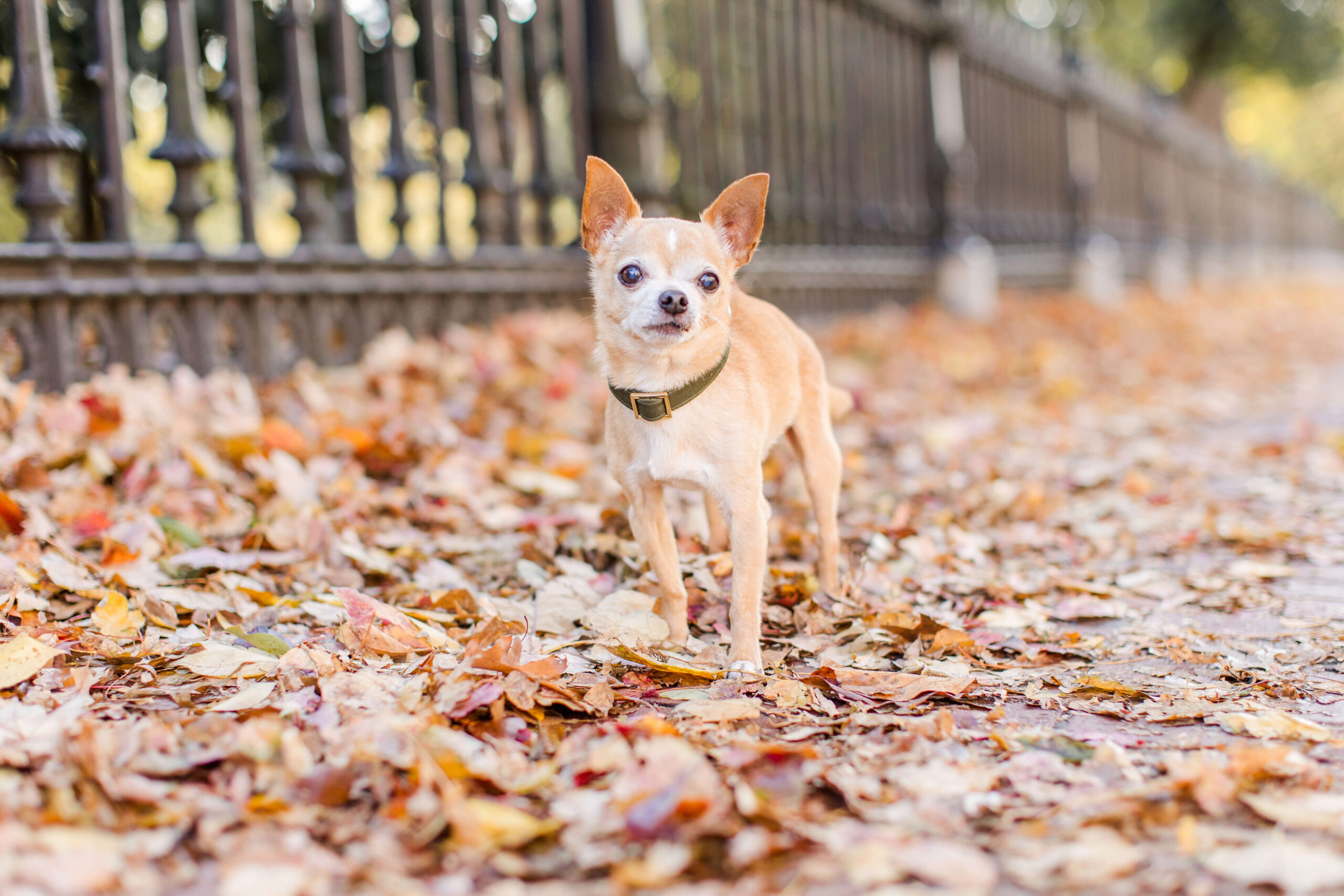 Small tan dog standing in colorful fallen leaves beside a black iron fence during a fall photo session.