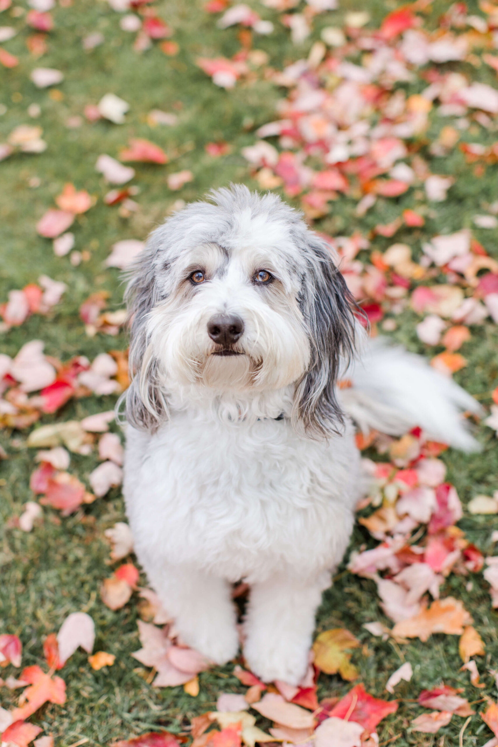 Fluffy white-and-gray dog sitting among red and orange fallen leaves during a fall photo session.