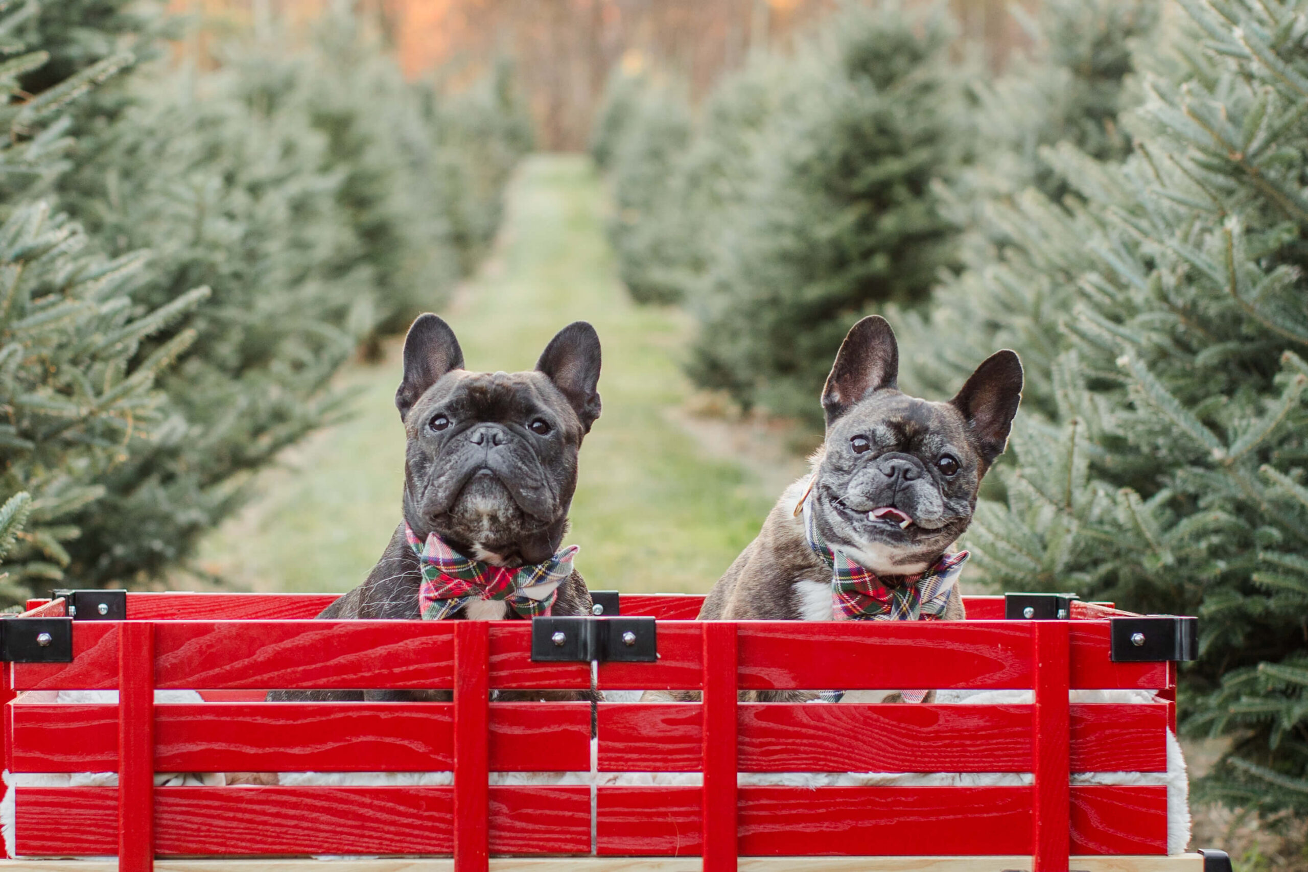 Two French bulldogs wearing plaid bow ties sitting together in a red wagon between rows of Christmas trees.