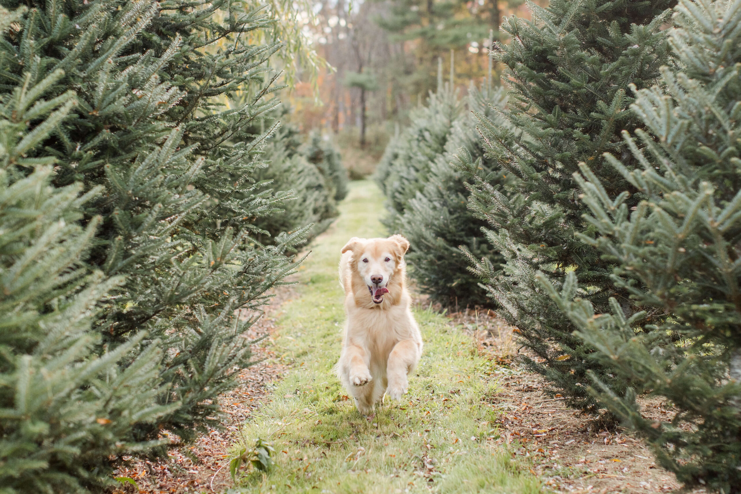 Golden retriever running between rows of evergreen trees at a Christmas tree farm during a holiday photo session.